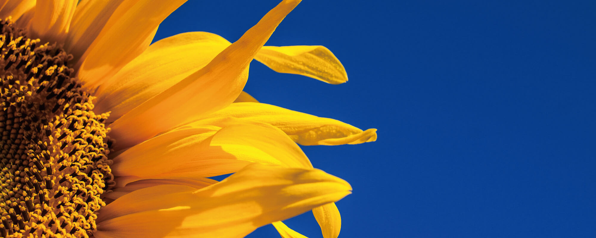 左寄りのひまわりの写真