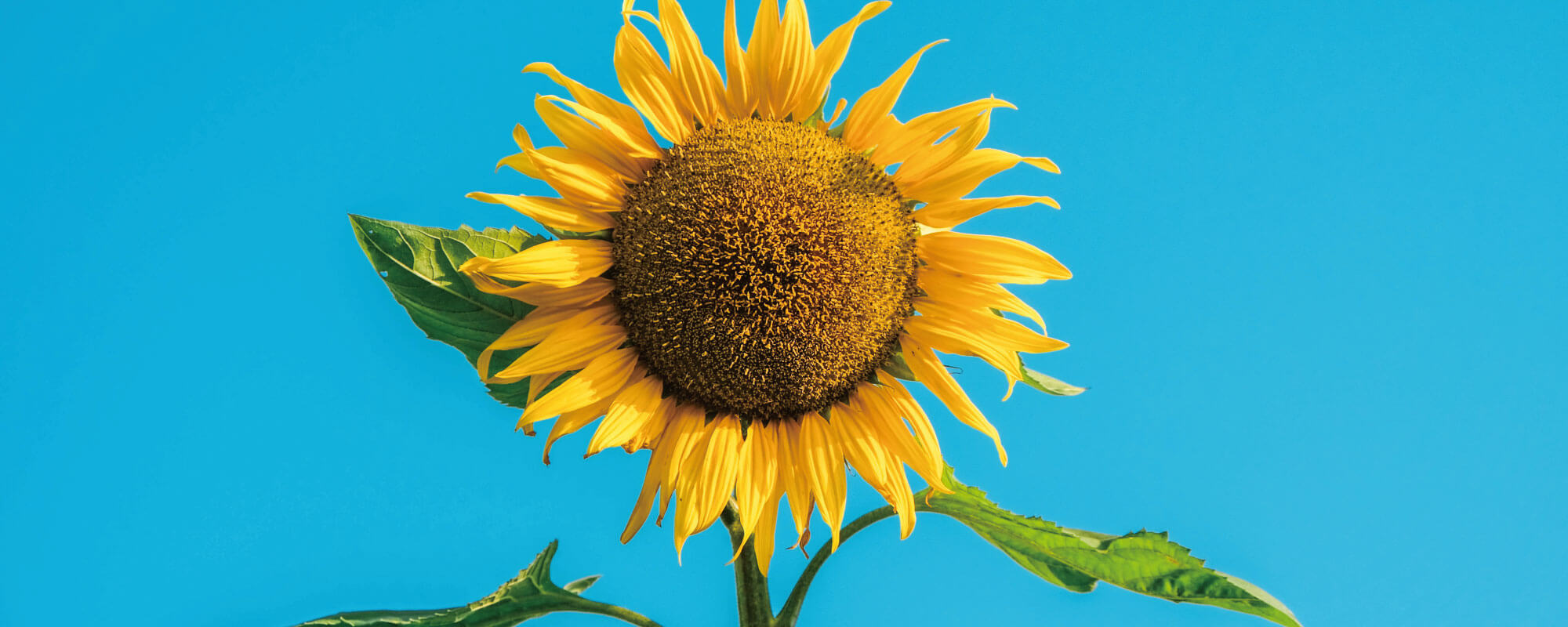 中央寄りのひまわりの写真