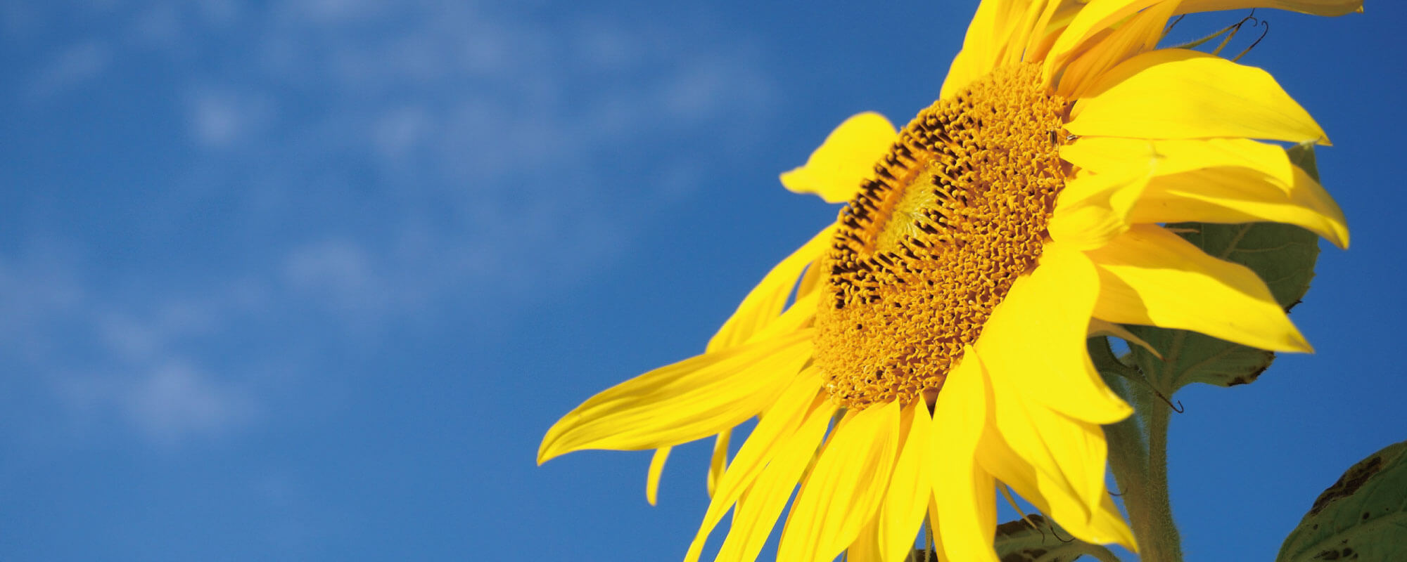 上向きのひまわり